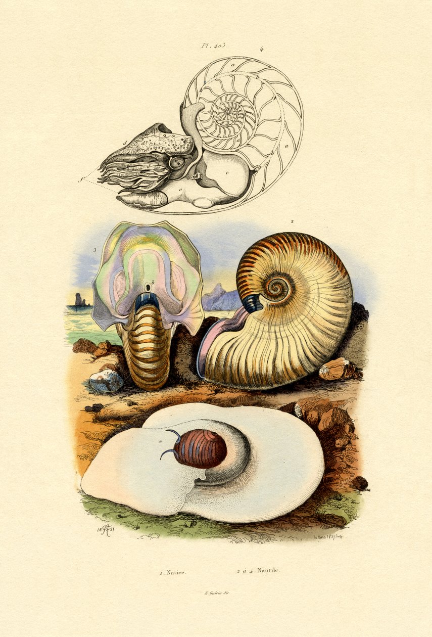 月のカタツムリ、1833-39 作： フランス語学校
