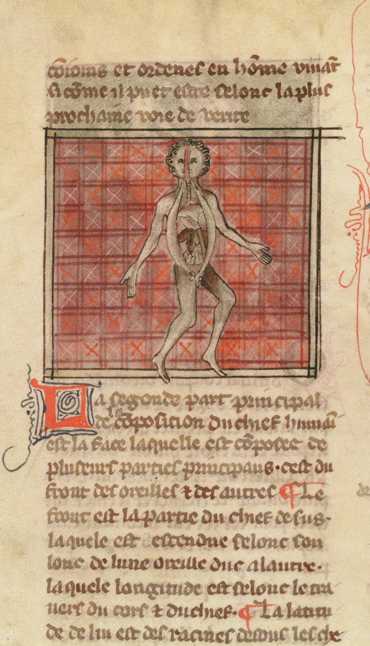 Ms 2030 fol.17解剖図、La Chirurgie de Maitre Henri de Mondevilleから 作： フランス語学校