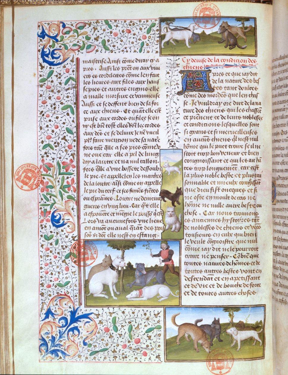 Ms 3717 Gaston Phebus de Foix (1331-91) の『Livre de la Chasse』に登場する狩猟犬（ベラム製 作： フランス語学校