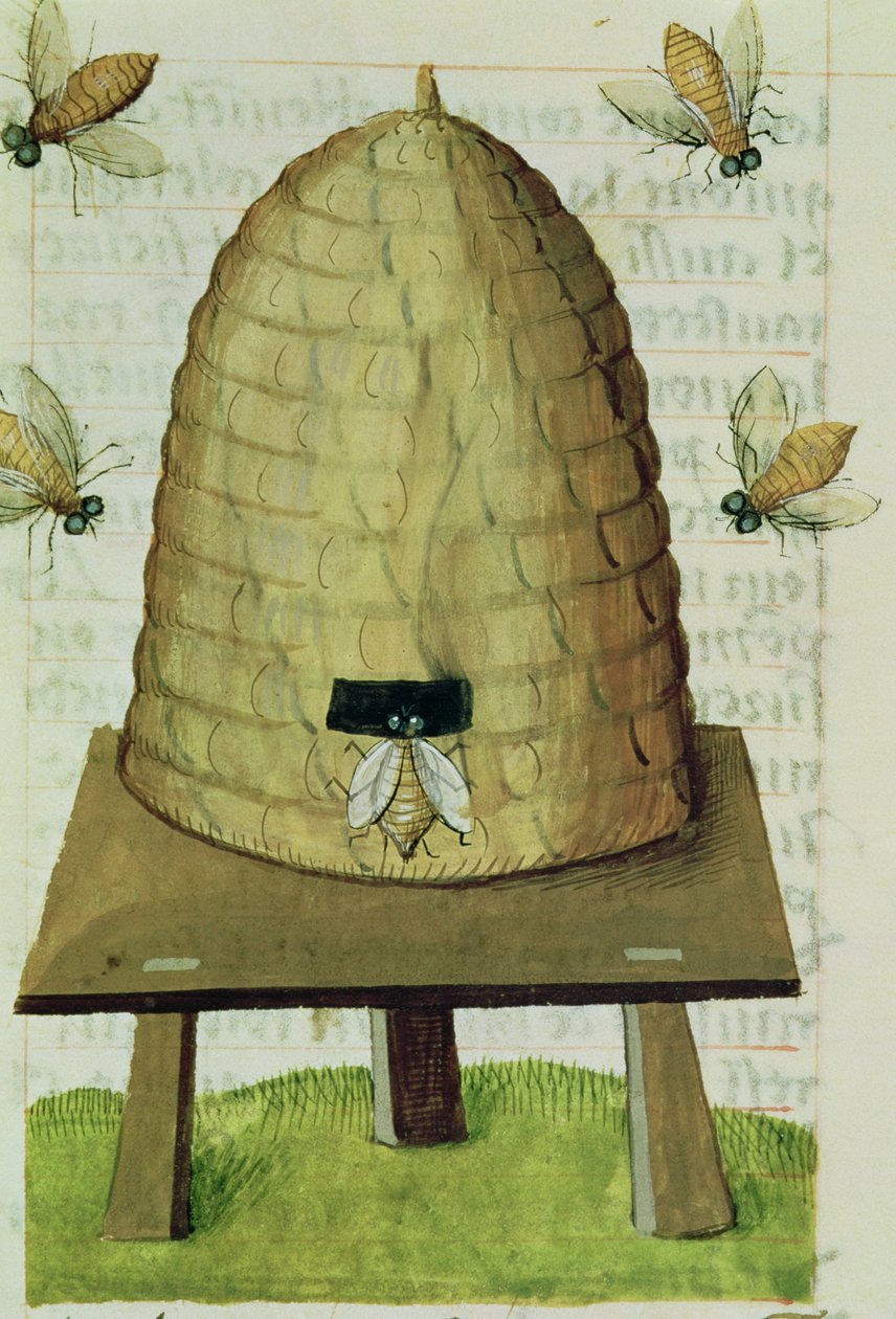 Ms 59 fol.111r Beehive and Bees、from Grand Herbier 作： フランス語学校