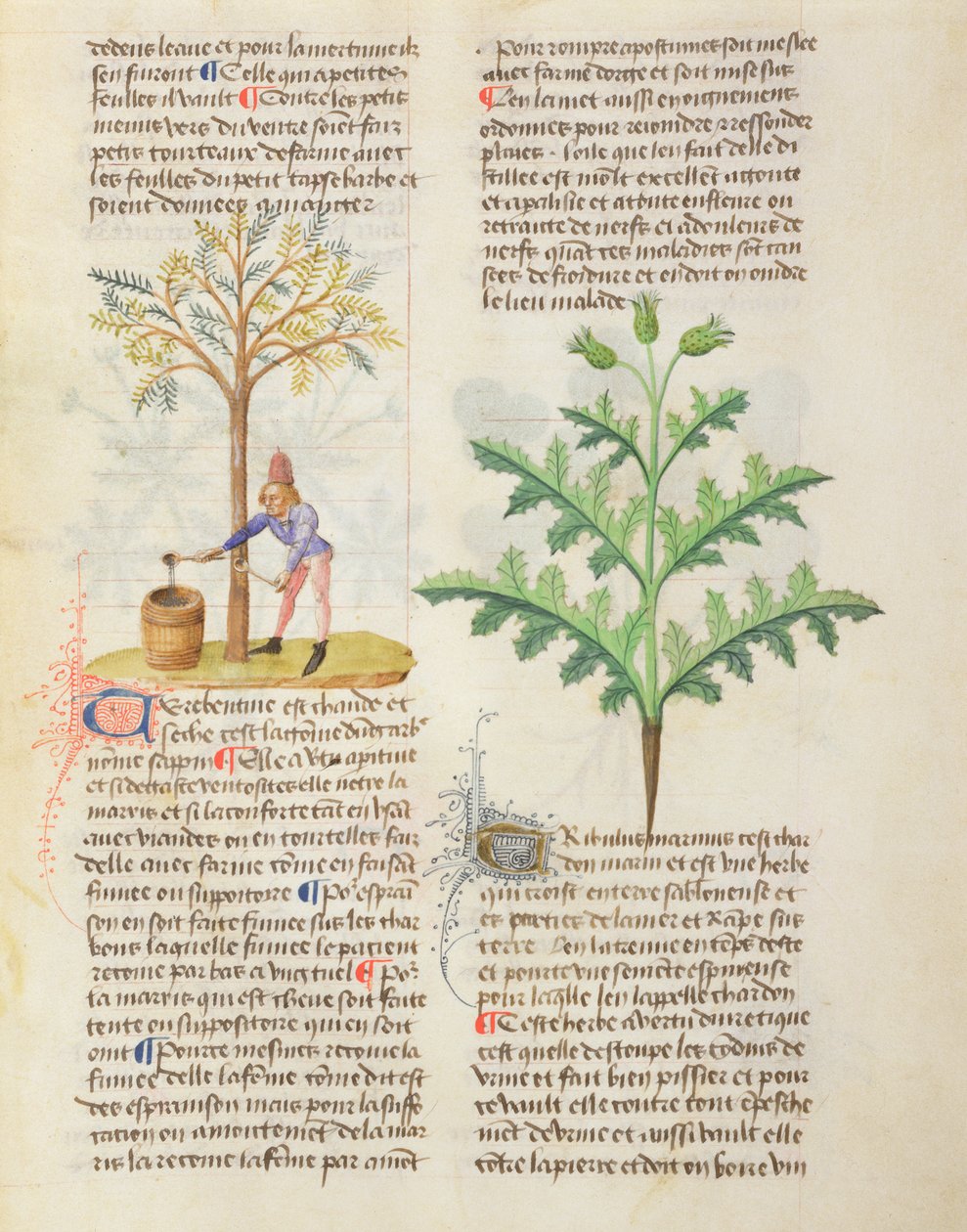 MS Dioscoridesによるさまざまなハーブ、fol.165rタッピング身もだえ 作： フランス語学校