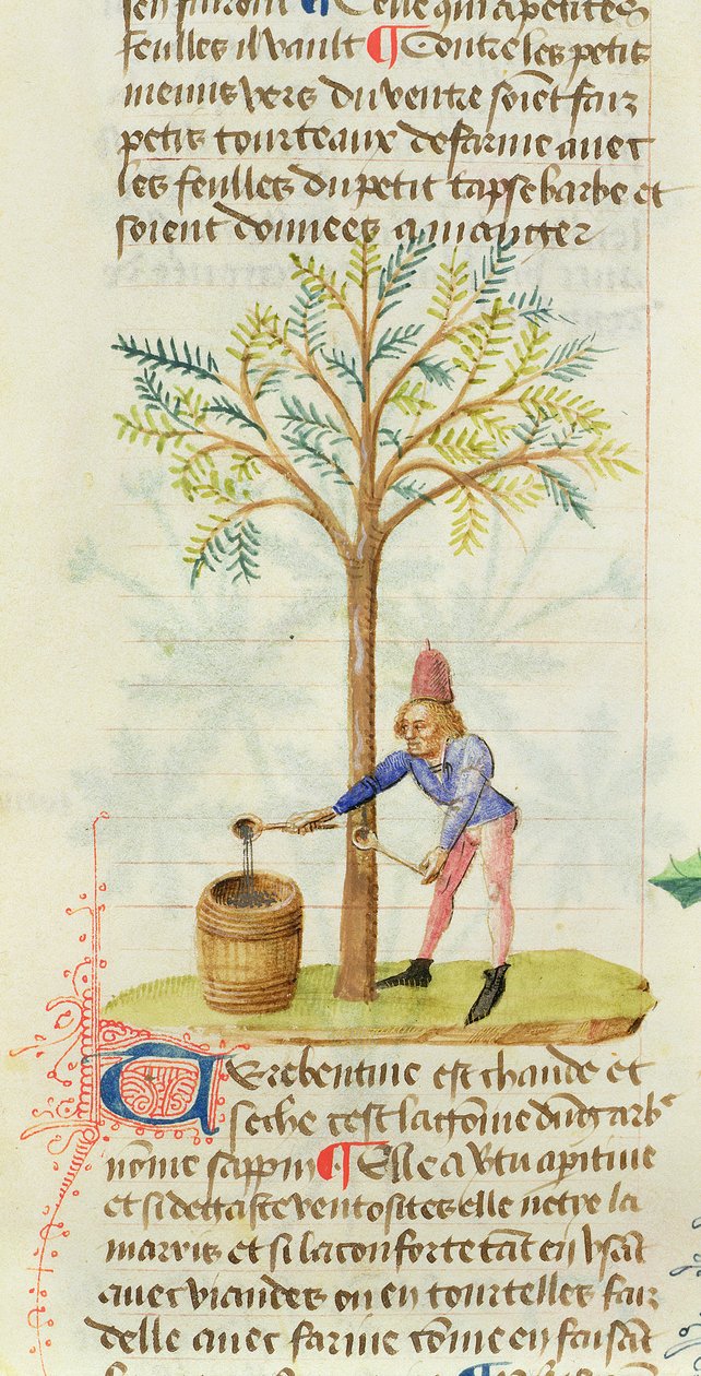 Ms Est 28 M.5.9 fol.165rペテルニウスディオスコリデスによるグランドハービエからのテレピン油の収集（西暦40〜90年頃） 作： フランス語学校