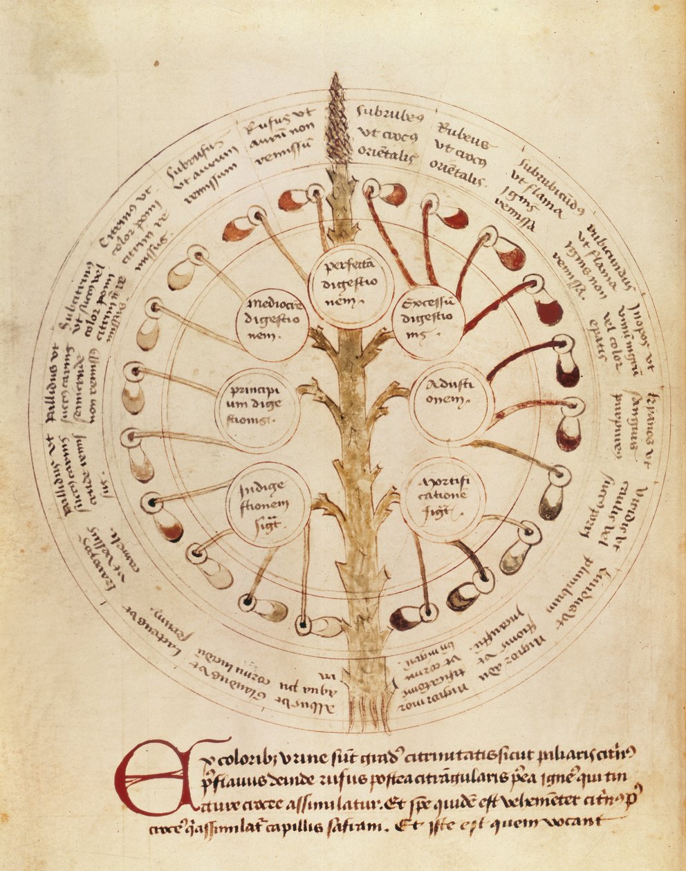 Ms Lat 11229 fol。19r尿分析用のテーブル、Petit Traite dhygiene et Medecineから 作： フランス語学校