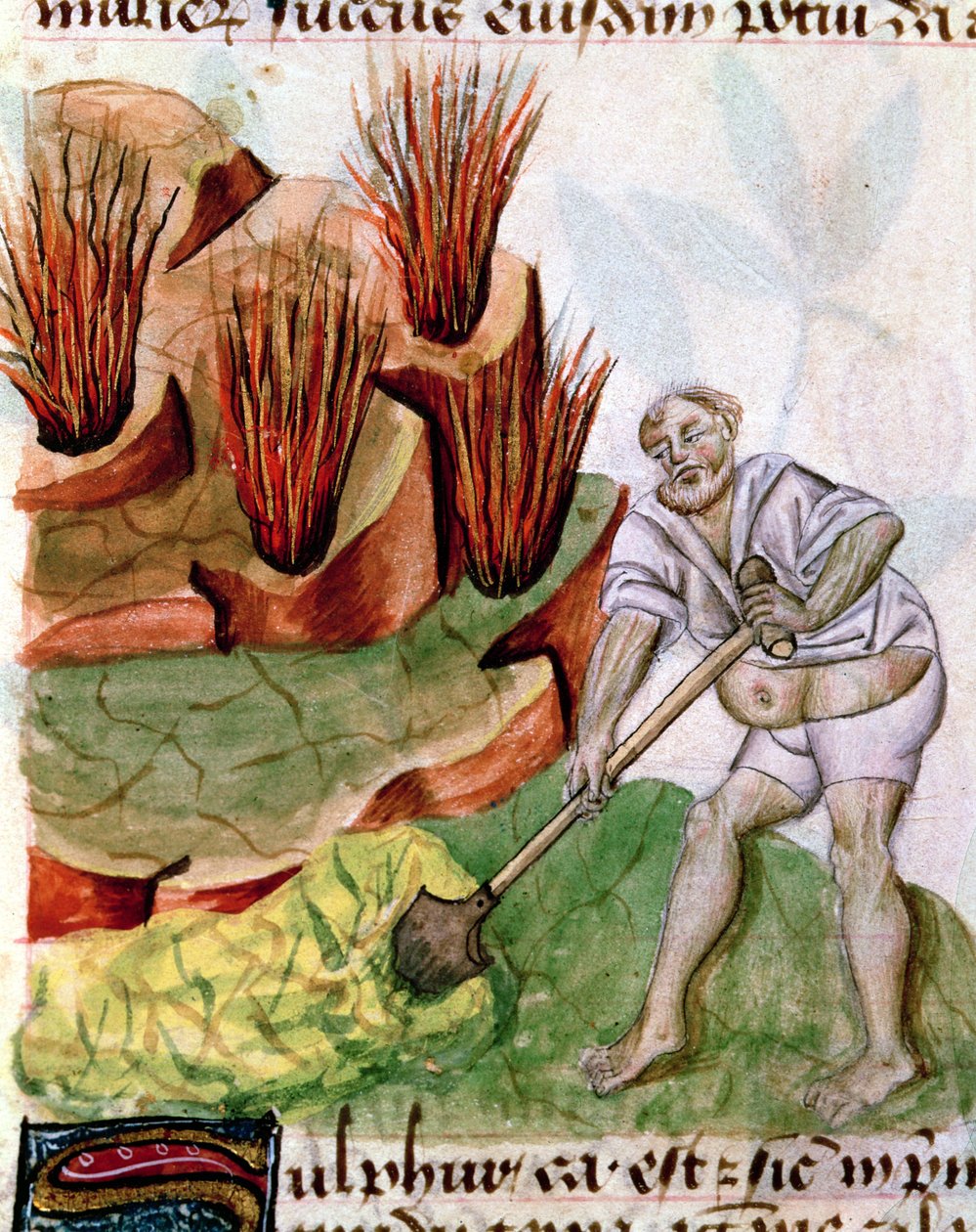 Ms Lat 993 L.9.28 f.123v Dioscorides De Herbisから硫黄を探しています 作： フランス語学校