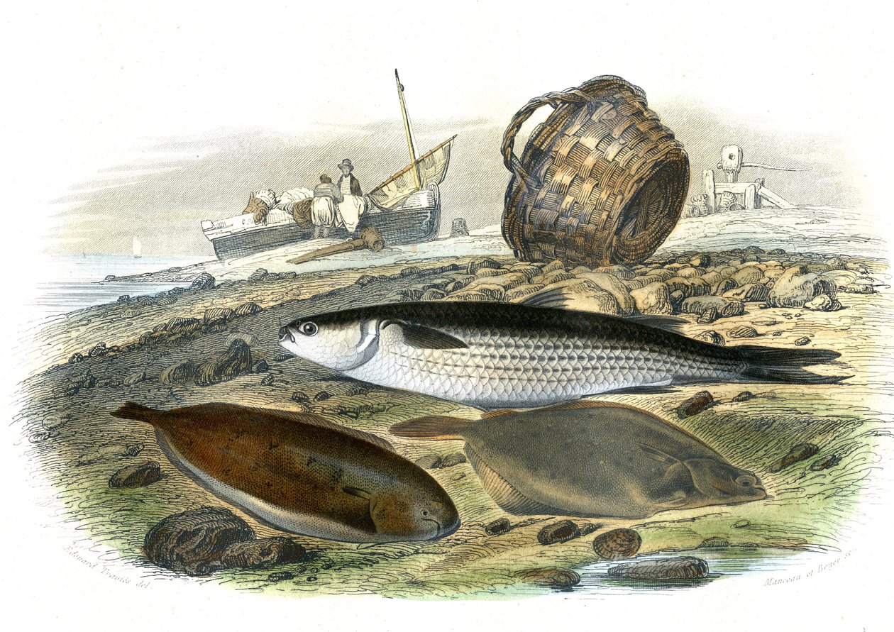 ムギレ（ムギ科）、ソレ（Solea Vulgaris）、リマンデ（Microstomus Kitt） - ベルナール・ジェルマン・ド・ランスペード（1856-1925）著、P.Furme版、パリの博物誌より抜粋。 作： フランス語学校