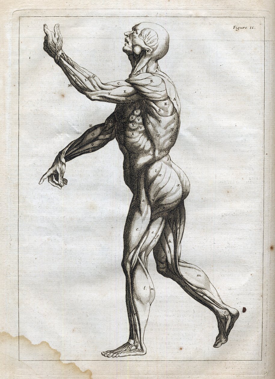 Muscles humains - - "Abstract Anatomy, accommode aux arts de peinture et sculpture, et mis en un ordre nouveau par Francois Tortebat (1610-1690) "のエングレーヴィング - 1760年 作： フランス語学校