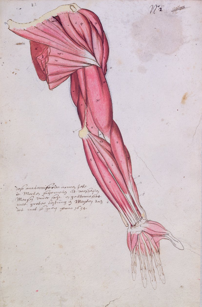 腕と肩の筋肉、1634年（紙にペンとインクとトイレ） 作： フランス語学校