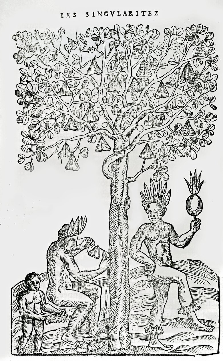ナナフルーツ、薬用植物、アンドレアドテーヴェ作「Singularities of France Antarctique」のイラスト（1558年） 作： フランス語学校