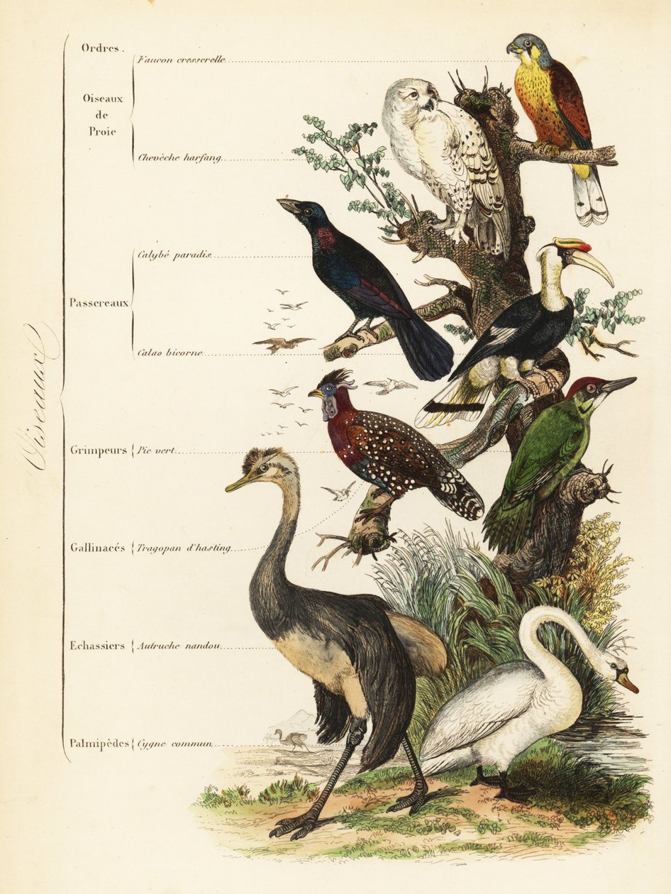鳥類目：ハシビロコウ（Falco tinnunculus）、シロハラミミズク（Bubo scandiacus）、オオミズナギドリ（Lamprotornis chalybaeus）、オオサイチョウ（Buceros bicornis）、ヨーロッパアオゲラ（Picus viridis）、ニシイロトラコパン（Tragopan melanocephalus）。 作： フランス語学校
