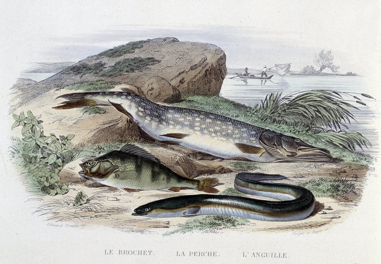 魚座：カマス、スズキ、ウナギ - Lacépèdeの「Histoire Naturelle」、Furne編、パリ 作： フランス語学校