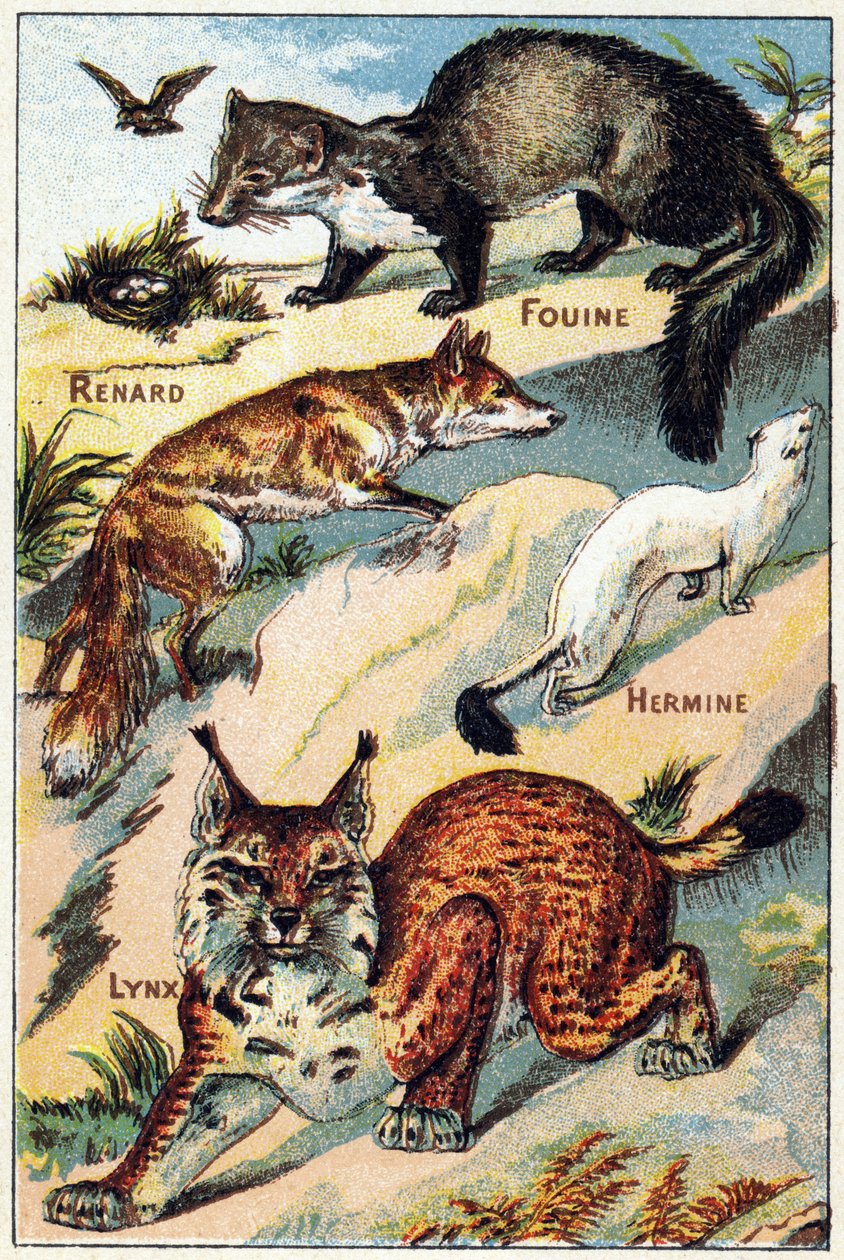 Tafel 2: Fuchs, Schnüffler, Hermelin, Luchs. Gravur in "Syllabary alphabet all kinds of beets" von French School