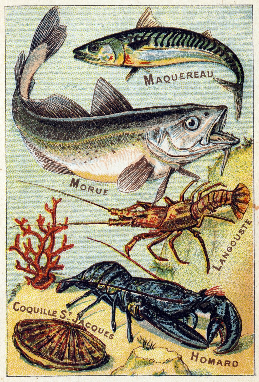 プレート2：サバ、タラ、ロブスター、サンジャックシェル、ロブスター。Syllabary alphabet of sea and freshwater fish "のエングレーヴィング。19世紀後半、エピナルの印刷出版社、Serie A. Pellerin et Cie。クロモリ写真。8ページの小さな広告アルバムには 作： フランス語学校