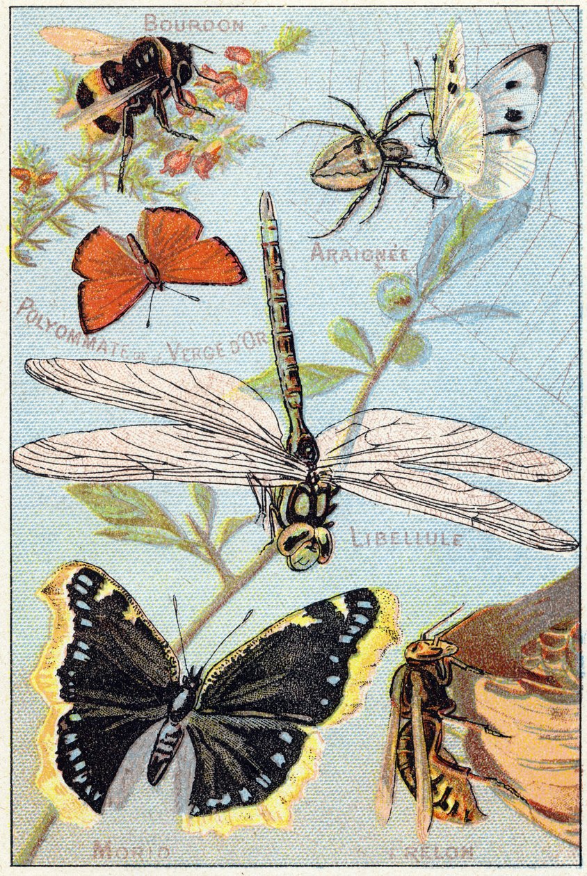 プレート3：マルハナバチ、アライグマ、アシナガバチ、トンボ、モリオ、スズメバチ。Syllabary alphabet of butterflies and insects"(蝶と昆虫の五十音順アルファベット)のエングレーヴィング。19世紀末、エピナルの印刷出版社、Serie A. Pellerin et Cie。クロモリ写真。小さな8ページの広告。 作： フランス語学校