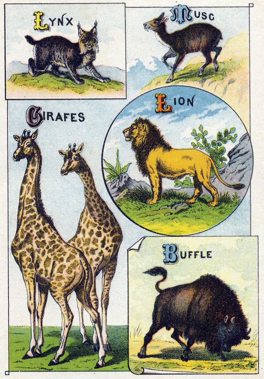 プレート3：オオヤマネコ、ジャコウネコ、キリン、ライオン、バッファロー。Syllabary alphabet of wild animals "のエングレーヴィング。19世紀末、エピナルの印刷出版社、Serie A. Pellerin et Cie。Chromolithographs 。五十音図とイマージュを収録した8ページの小さな広告アルバム。 作： フランス語学校