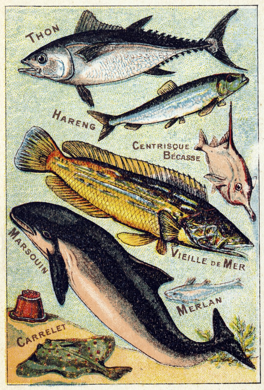 プレート3：マグロ、ニシン、中心のくちばし、古い海、イルカ、ホワイティング、タイル。Syllabary alphabet of sea and freshwater fish "のエングレーヴィング。19世紀末、エピナルの印刷出版社、Serie A. Pellerin et Cie。クロモリトグラフ。小さな8ページの広告アルブ 作： フランス語学校