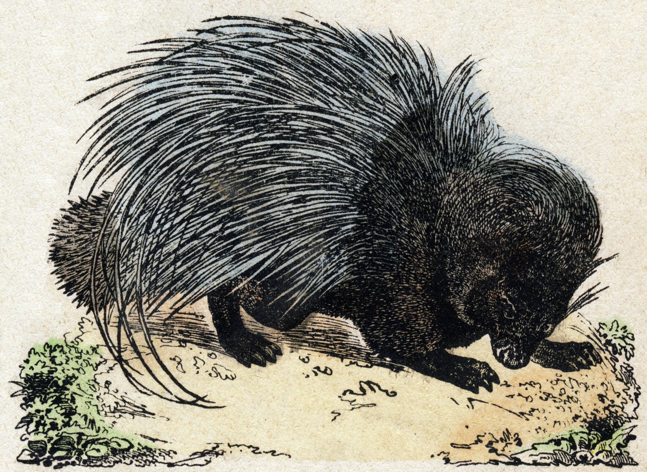 Porc-epic（豚の叙事詩）。Alphabet des animaux sauvages "に掲載された版画。9番目のシリーズ。エピナルのイメージ、ペラン、印刷・出版業者、1870年頃。木にエングレービング、ステンシル。16ページ。16ページ。厚さ20×15cm。個人蔵 作： フランス語学校