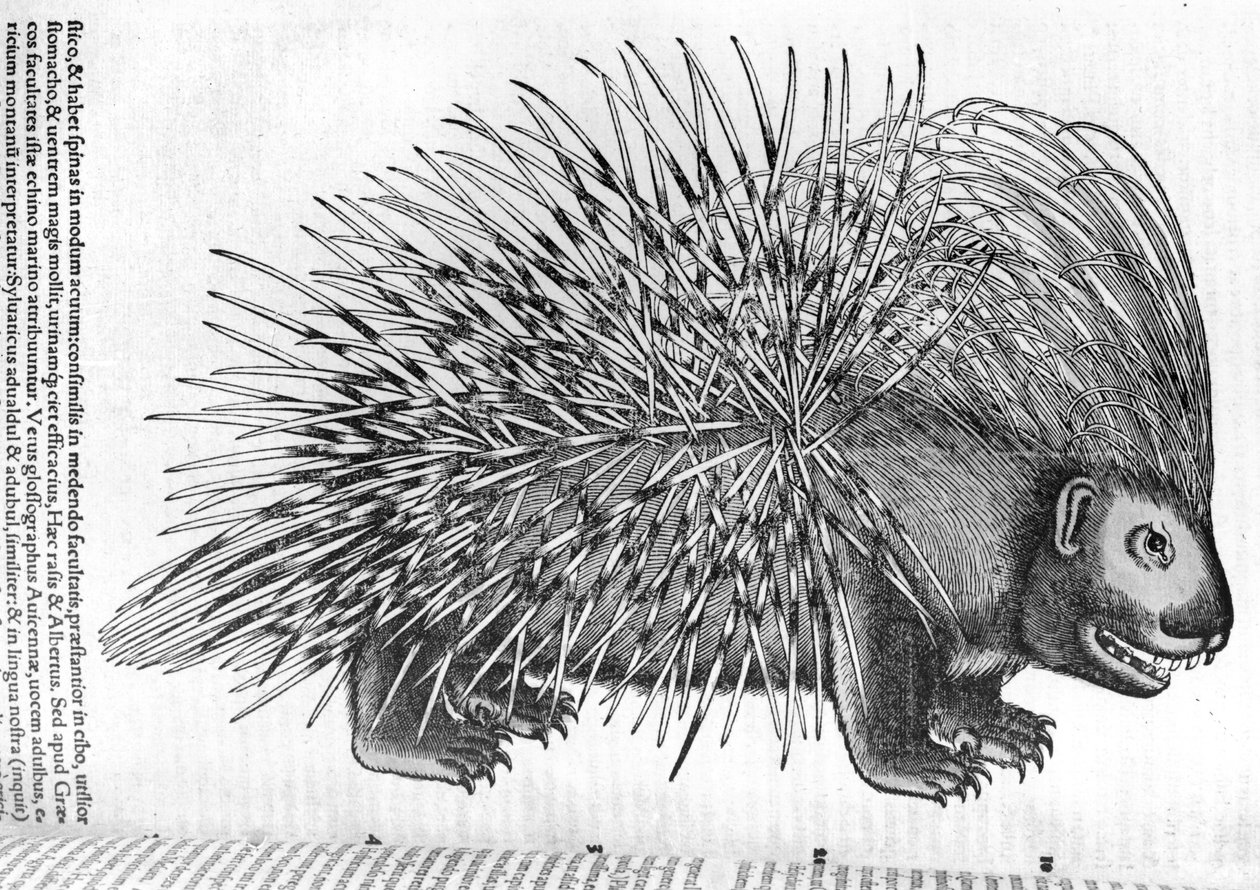 ヤマアラシ、「動物の歴史」コンラッド・ジェスナー（1516-65）1551 作： フランス語学校