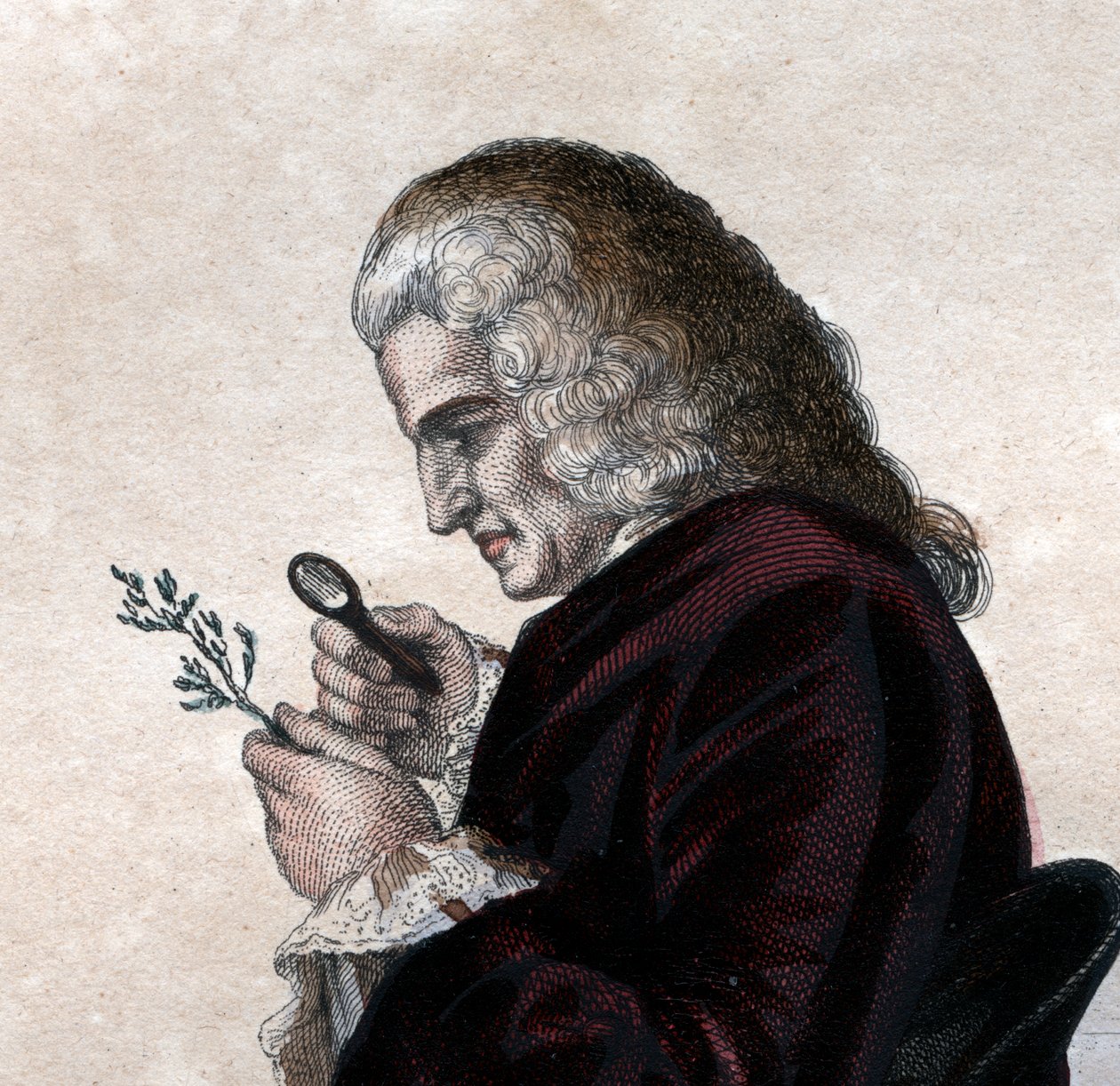 フランスの博物学者、ベルナールドジュシウ（1699-1777）の肖像。 作： フランス語学校