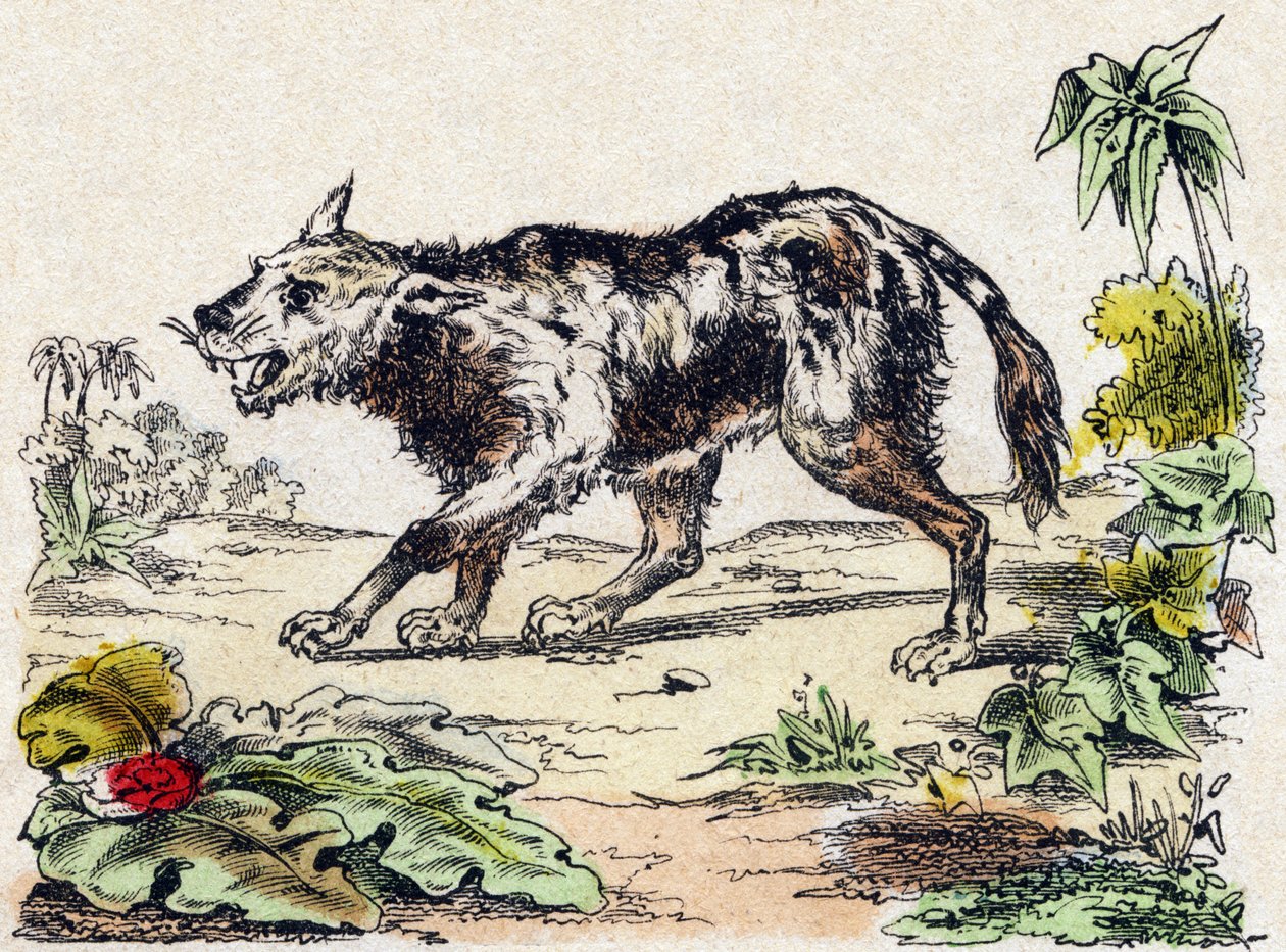 クワチー（南米のライオン・ドッグの一種）。Alphabet des animaux sauvages "に掲載されている図版。9th Serie.エピナルのイメージ、ペラン、印刷出版社、1870年頃。木にステンシルで描かれた版画。16ページ。16ページ。厚さ20×15cm。個人蔵 作： フランス語学校