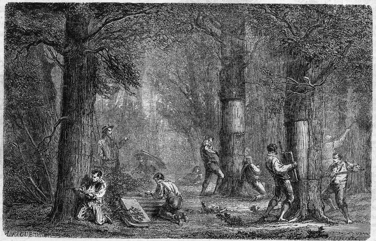 リエージュ・オーク（オーク・リエージュ）の樹皮の再利用。1864年12月3日発行の "Le Monde Illustré "399号に掲載されたルイ・フィギエの "Histoire des plantes "に掲載された図版。 作： フランス語学校