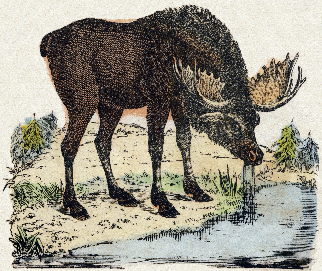 トナカイ。Alphabet des animaux sauvages "に掲載されている版画です。9th Serie.エピナルのイメージ、ペラン、印刷出版社、1870年頃。木にステンシルで描かれた版画。16ページ。16ページ。厚さ20×15cm。個人蔵 作： フランス語学校
