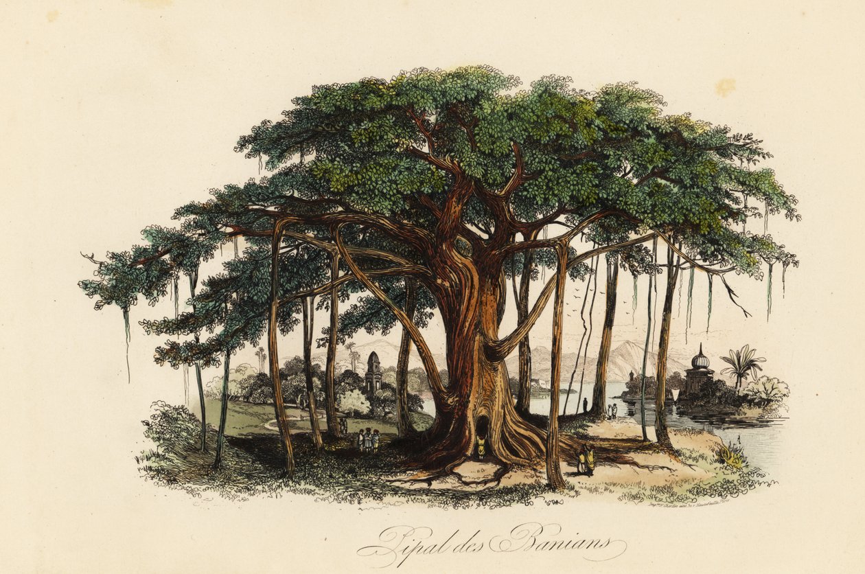 聖なるイチジクの木（Ficus religiosa）、別名：菩提樹、バニアンツリー、バニヤンツリー、ピパラツリー、ピーパルツリー、アシュワッタツリー 作： フランス語学校