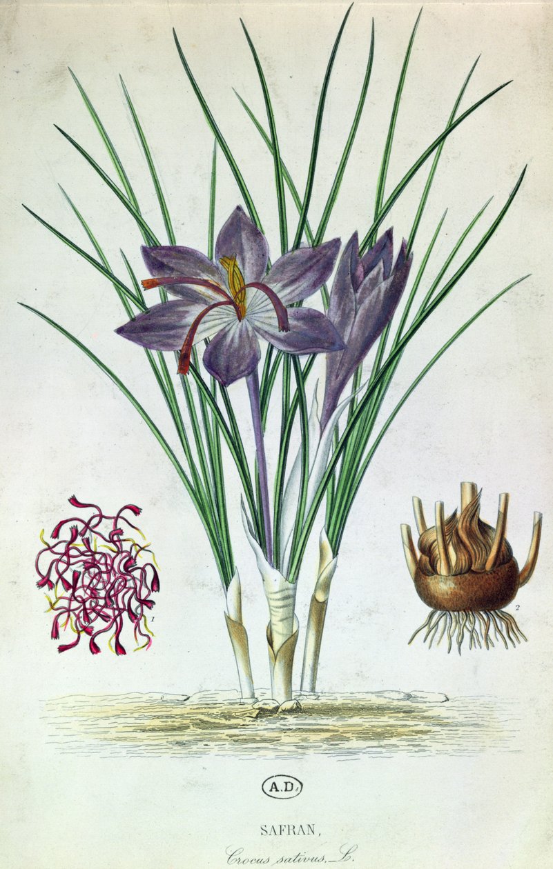 サフラン（Crocus Sativus） 作： フランス語学校