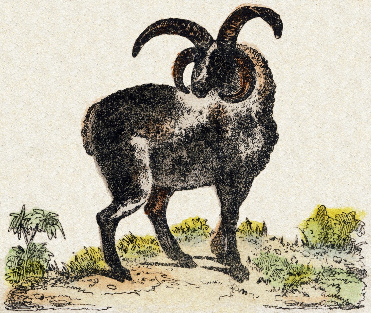 羊。Alphabet des animaux sauvages "に掲載されている版画です。9th Serie.エピナルのイメージ、ペラン、印刷・出版業者、1870年頃。木にステンシルで描かれた版画。16ページ。16ページ。厚さ20×15cm。個人蔵 作： フランス語学校