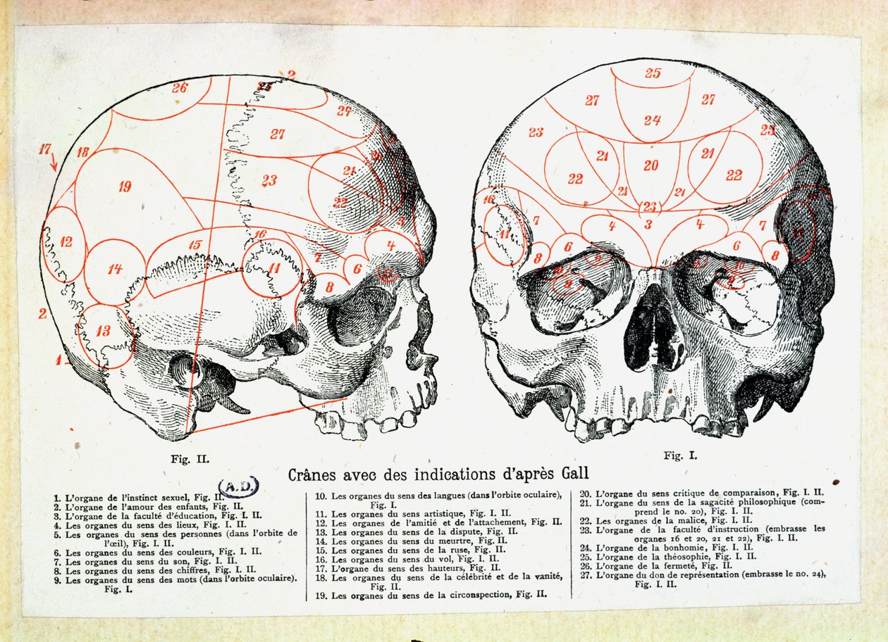 フランツヨーゼフガル（1758-1828）後の骨相の徴候がある頭蓋骨 作： フランス語学校
