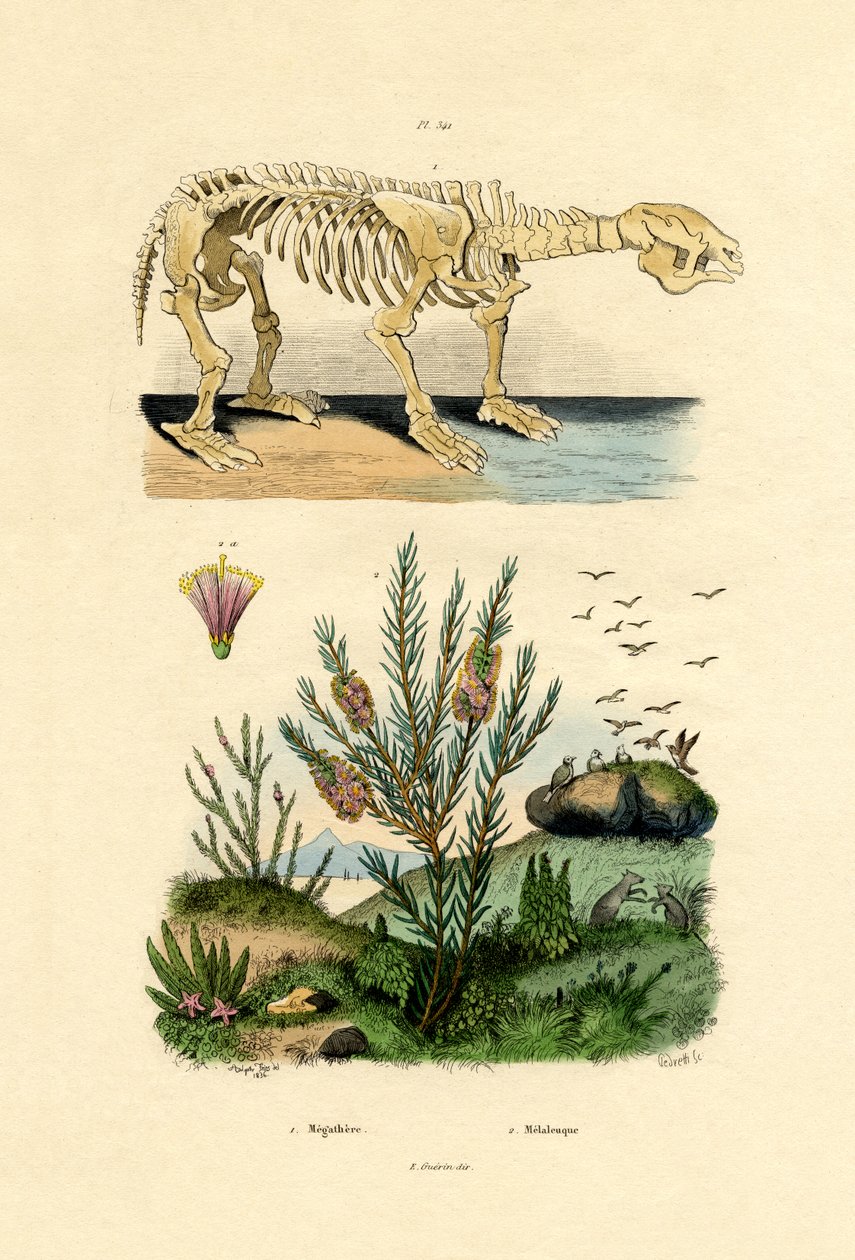 ナマケモノ、1833-39 作： フランス語学校