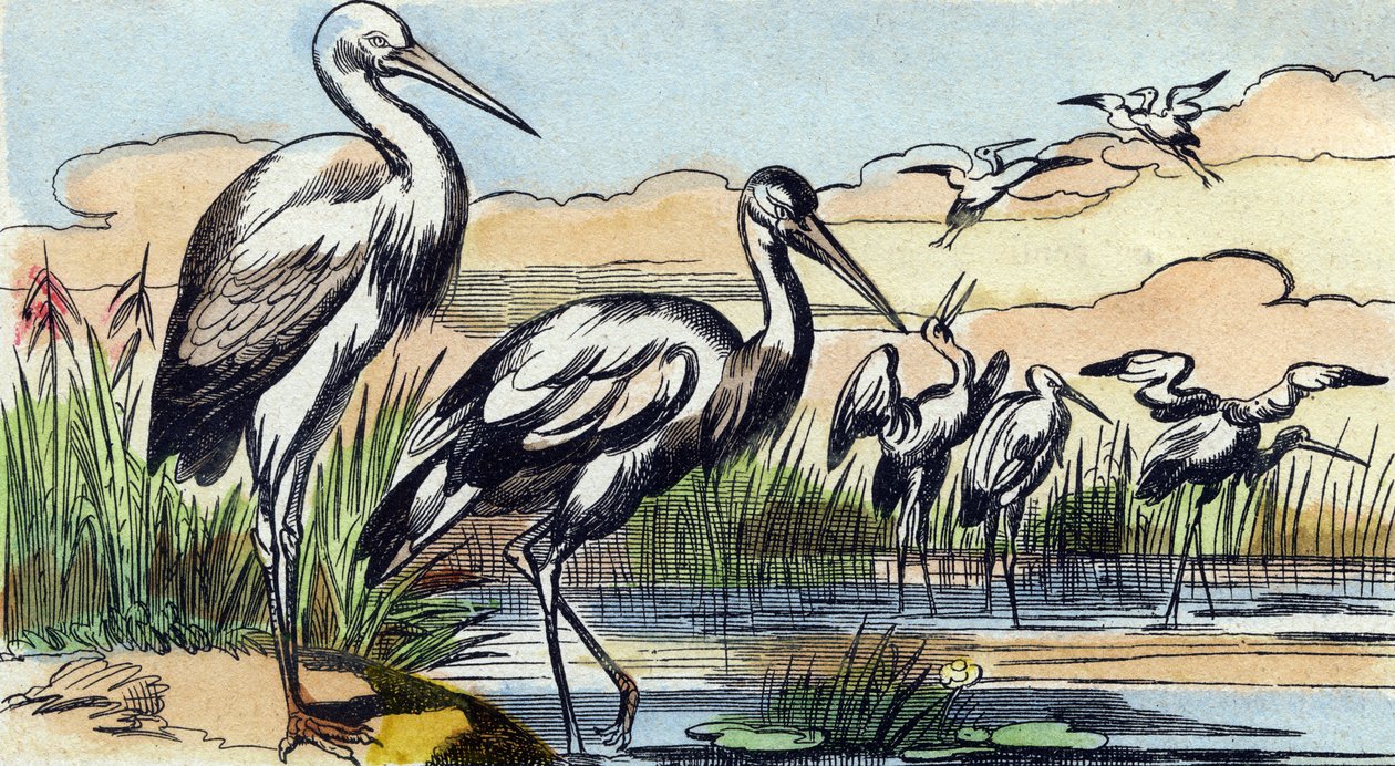コウノトリ。Buffon Alphabet des Oiseaux n 1 "のエングレーヴィング。3rd Serie N 1. Imaging of Epinal, Epinal, late 19th century.16ページ。ディム：28x21cm 作： フランス語学校