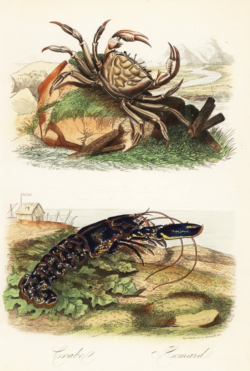タスマニアジャイアントクラブ（Pseudocarcinus gigas）、ヨーロッパロブスター（Homarus gammarus）。 作： フランス語学校