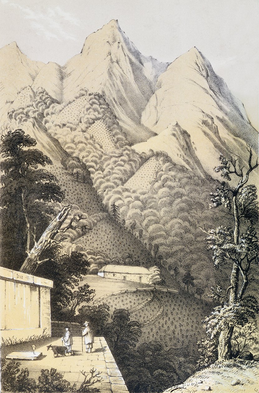 中国のお茶の国への旅から取られた、中国の緑茶地区の茶畑、1852年にロバートフォーチュン（1812-1880）によって最初に出版された 作： フランス語学校