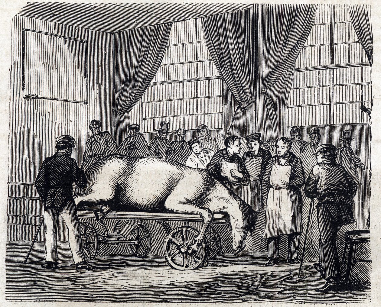 アルフォートの国立獣医学校 - Les grandes écoles de france - école veterinaire de maison alfort en 1866 - la salle d