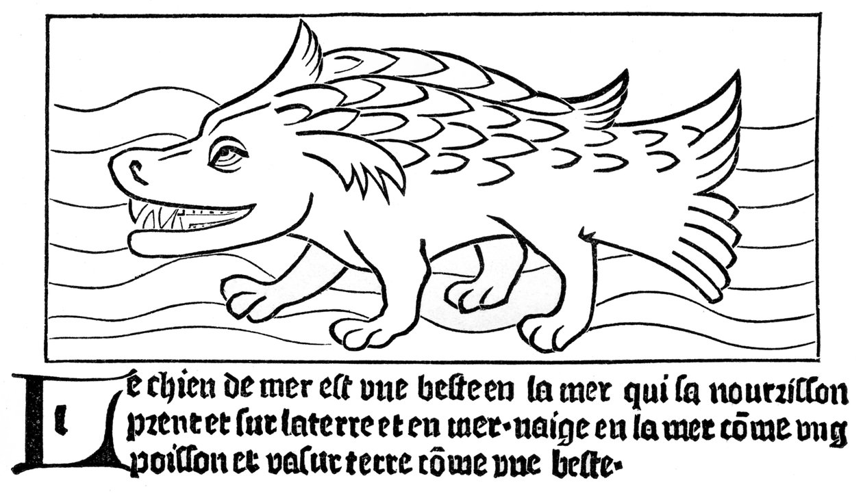 「海の犬」 作： フランス語学校