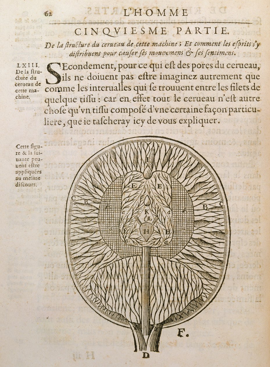 脳の構造、1662年、ハーグで出版されたルネデカルト（1596-1650）によるデホーミネフィグリスから 作： フランス語学校