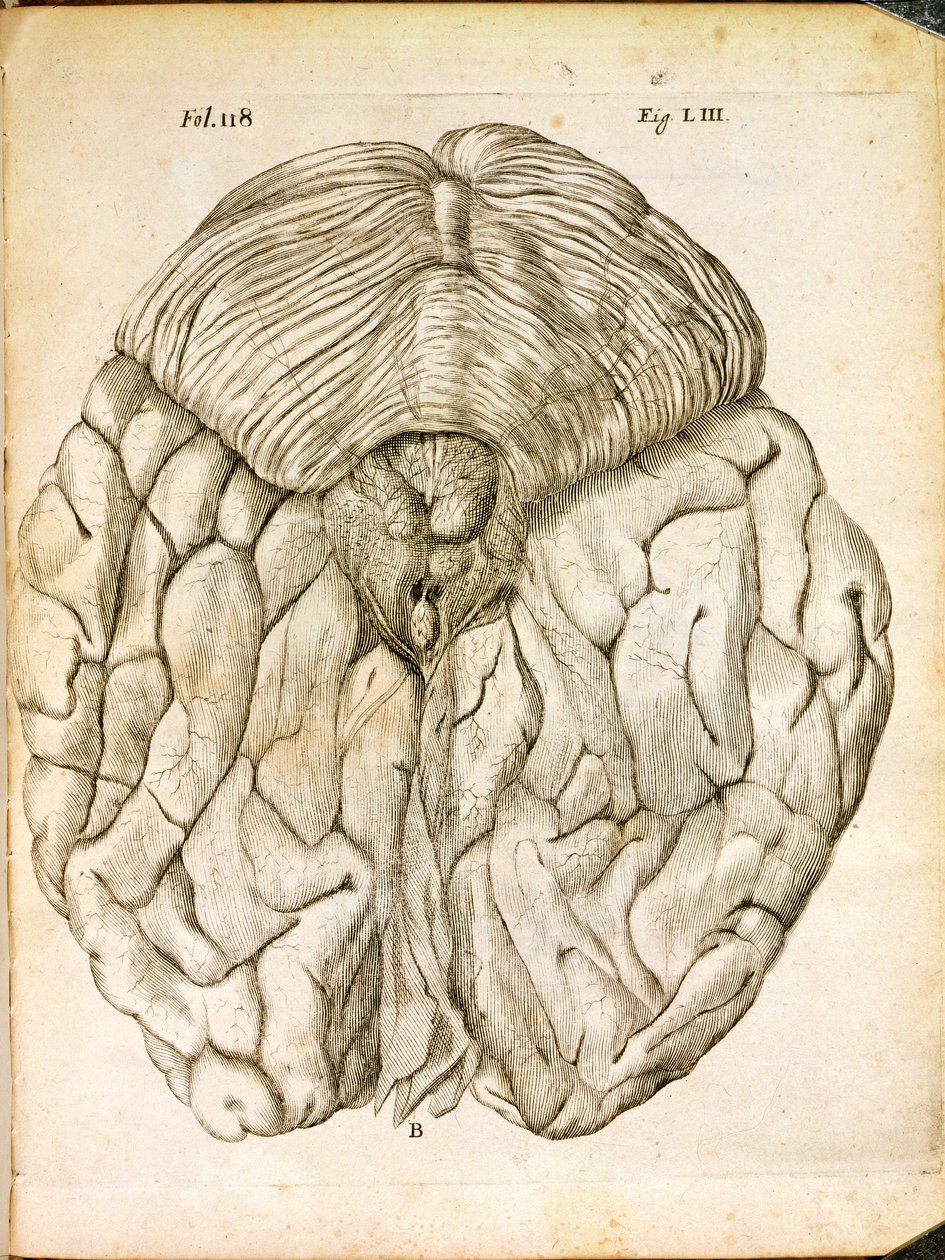 脳の構造、1662年、ハーグで出版されたルネデカルト（1596-1650）によるデホーミネフィグリスから 作： フランス語学校