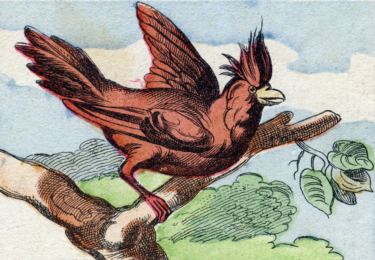枢機卿。Buffon Alphabet des Oiseaux n 2 "に掲載されている彫刻。3rd Serie N 2.エピナルの画像化、エピナル、19世紀後半。16ページ。ディム：28x21cm 作： フランス語学校