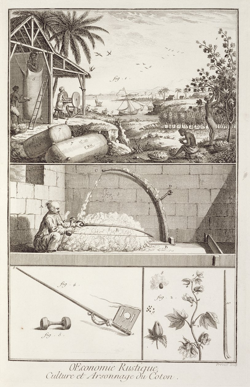 A.プロヴォスト（fl.1834-55）、c.1760によって彫刻されたデニスディドロ（百科事典）（1713-84）の百科事典からの綿の栽培 作： フランス語学校