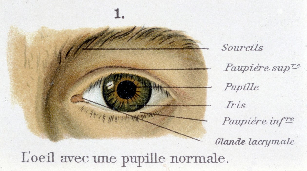 正常な瞳孔を持つ眼（詳細 作： フランス語学校