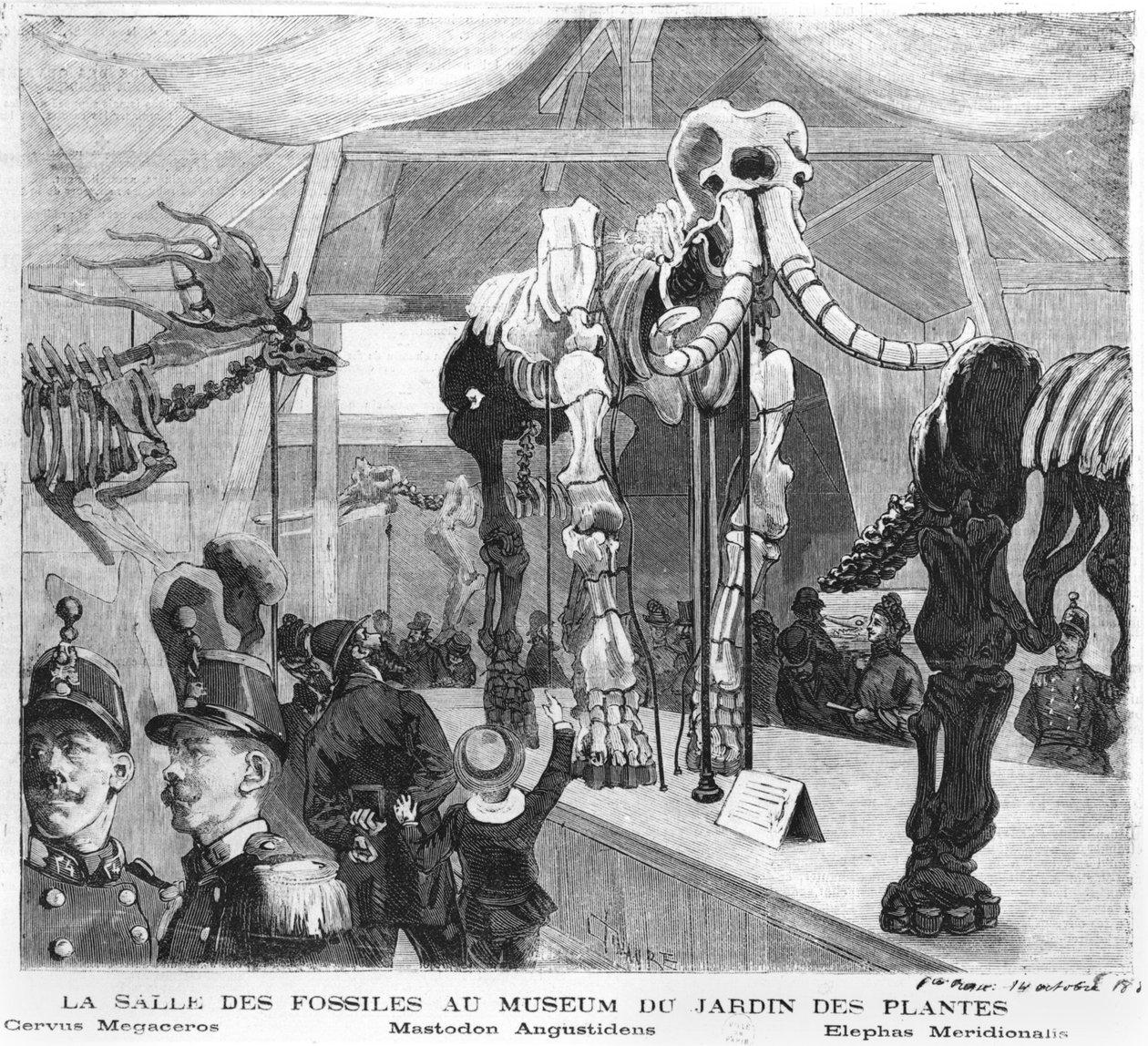 パリ自然史博物館の化石室、1880年頃 作： フランス語学校
