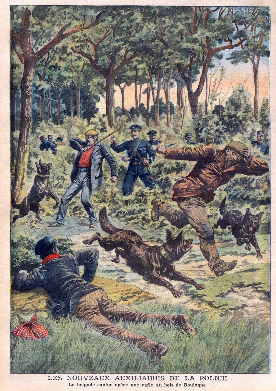 ブーローニュの森で一斉検問を行う犬部隊（7月28日付「Le Petit Journal」紙より 作： フランス語学校