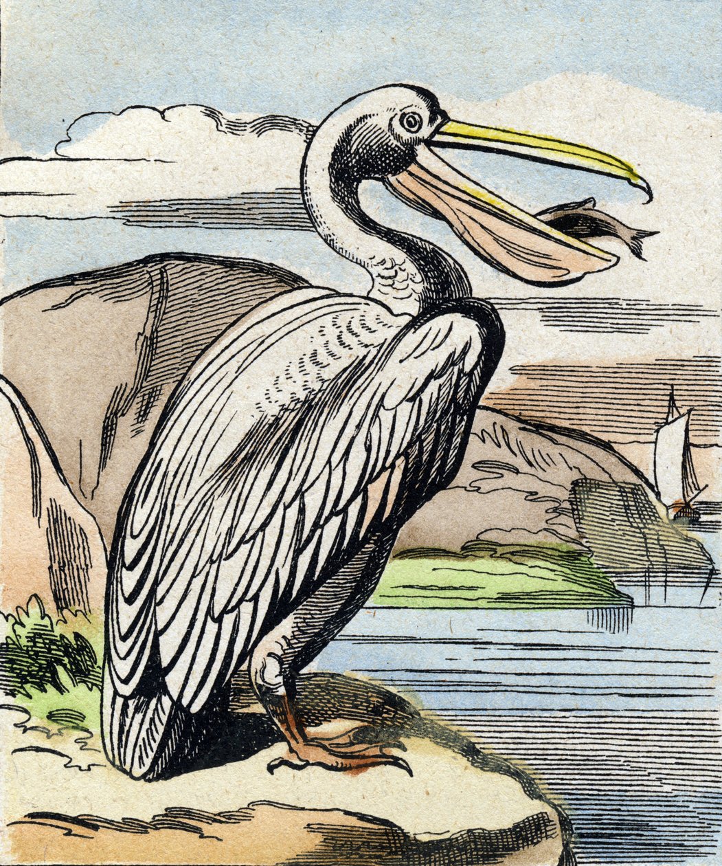 ペリカンです。Buffon Alphabet des Oiseaux n 1 "のエングレーヴィング。3rd Serie N 1. Imaging of Epinal, Epinal, late 19th century.16ページ。ディム：28x21cm 作： フランス語学校
