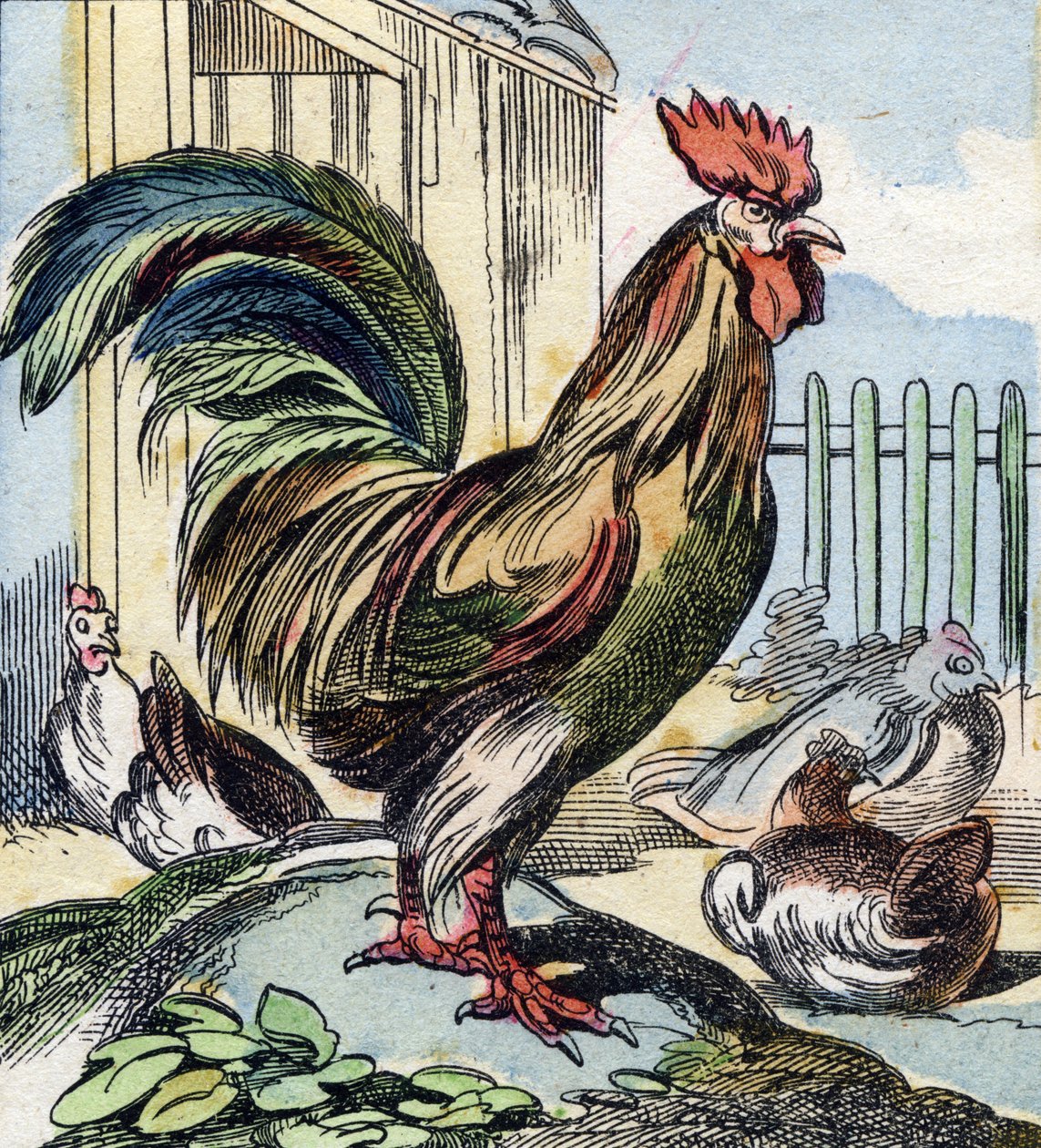 雄鶏。Buffon Alphabet des Oiseaux n 2 "に掲載されている彫刻。3rd Serie N 2.エピナルの画像化、エピナル、19世紀後半。16ページ。ディム：28x21cm 作： フランス語学校