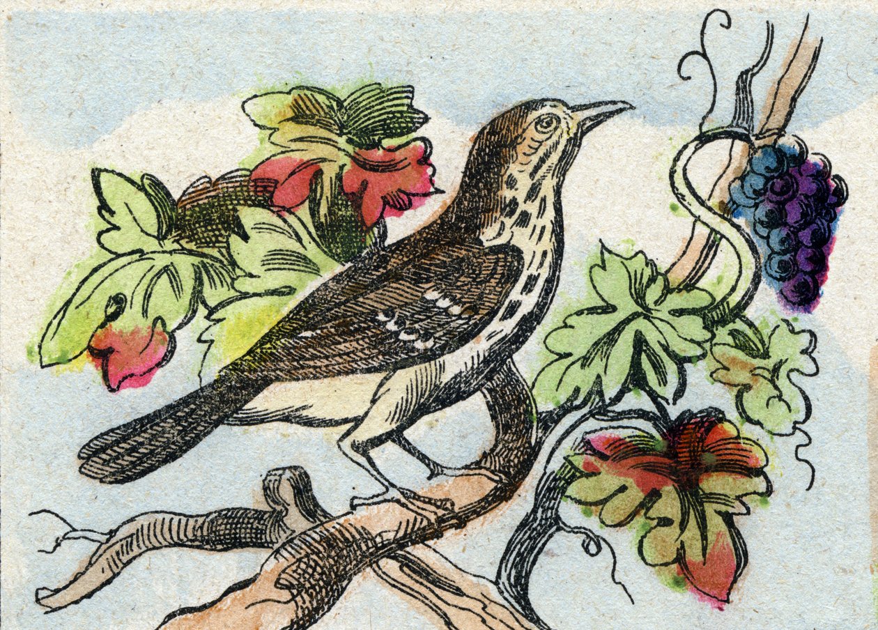 ツグミ。Buffon Alphabet des Oiseaux n 1 "のエングレーヴィング。3rd Serie N 1. Imaging of Epinal, Epinal, late 19th century.16ページ。ディム：28x21cm 作： フランス語学校