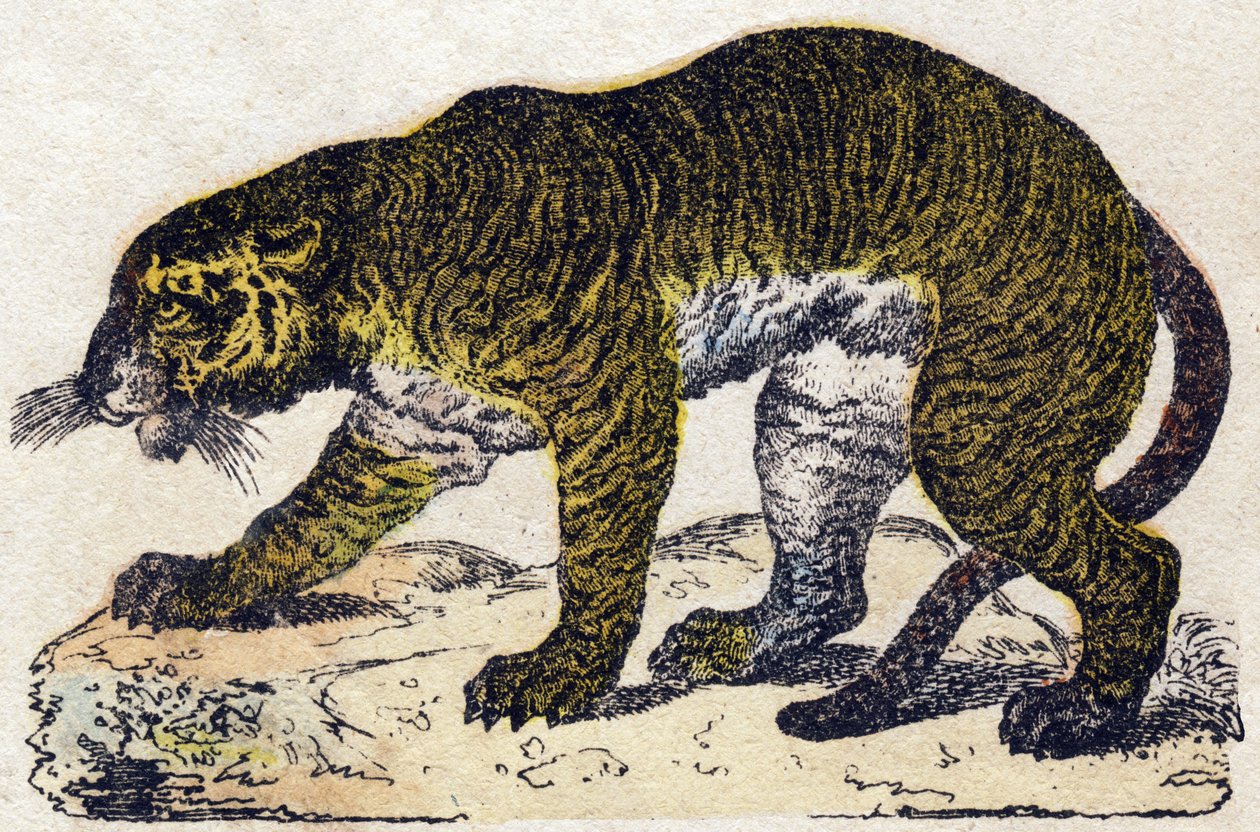 虎。Alphabet des animaux sauvages "に掲載されている彫刻。9th Serie.エピナルのイメージ、ペラン、印刷・出版業者、1870年頃。木にステンシルで描かれた版画。16ページ。20×15cm。個人蔵 作： フランス語学校