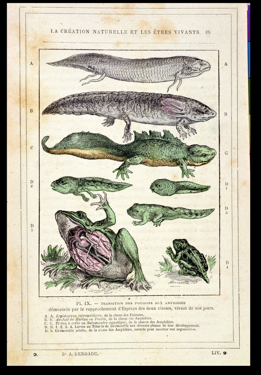 レンゲード博士の本からの魚の両生類への移行、1880年頃 作： フランス語学校