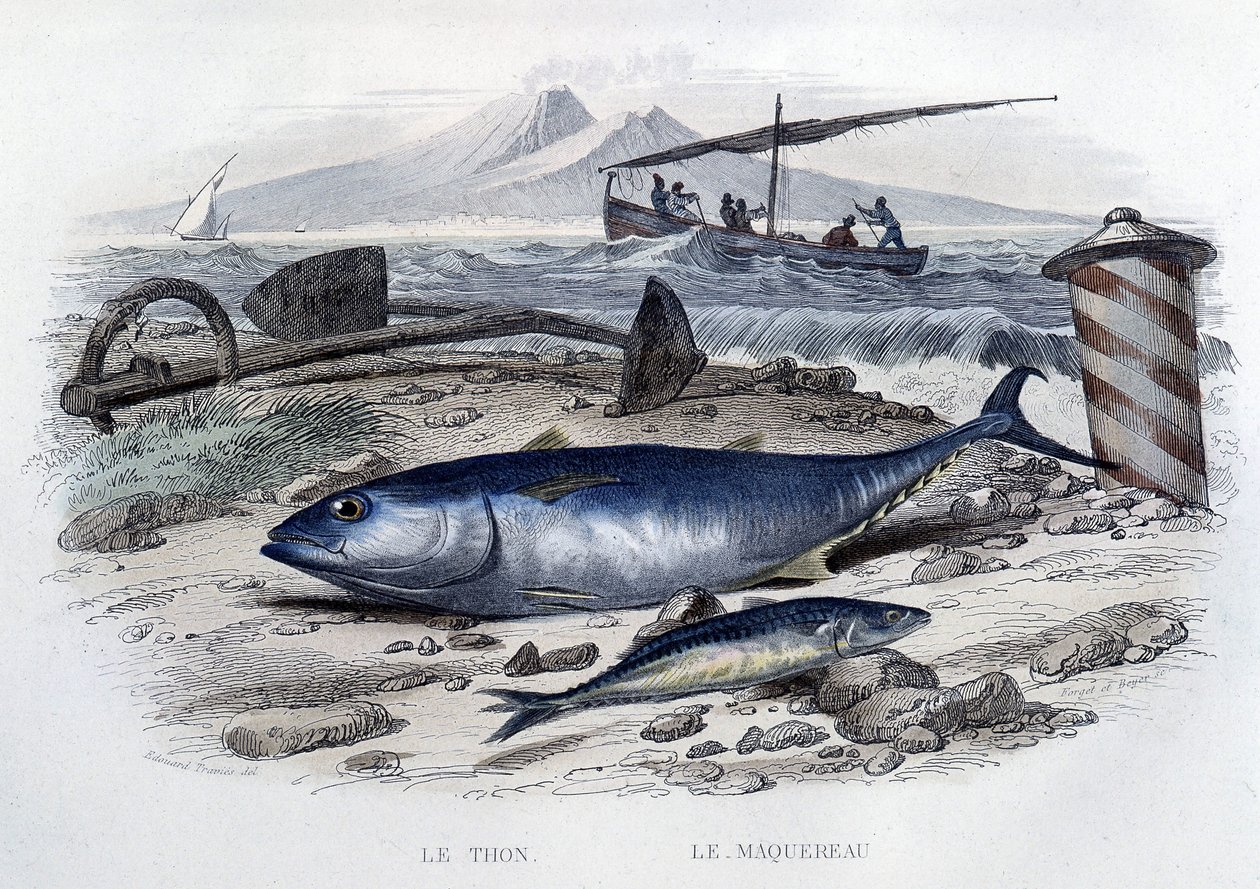 マグロとマカロニ - Lacépède, T.II, ed. Furne et Cie, Parisの "Histoire naturelle "にて。 作： フランス語学校