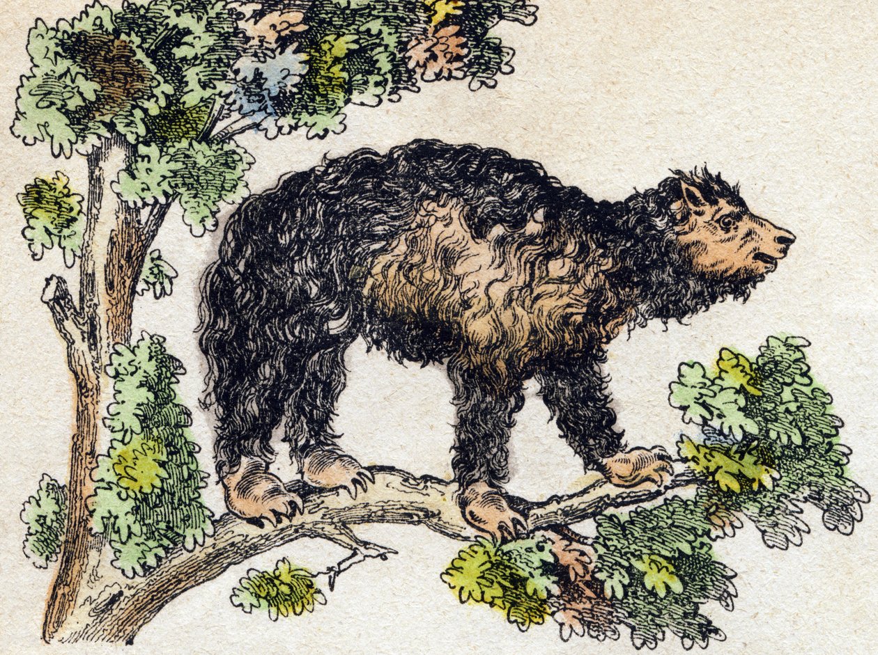 ウナウ（怠け者）。Alphabet des animaux sauvages "に掲載されている版画です。9th Serie.エピナルのイメージ、ペラン、印刷・出版業者、1870年頃。木にステンシルで描かれた版画。16ページ。20×15cm。個人蔵 作： フランス語学校