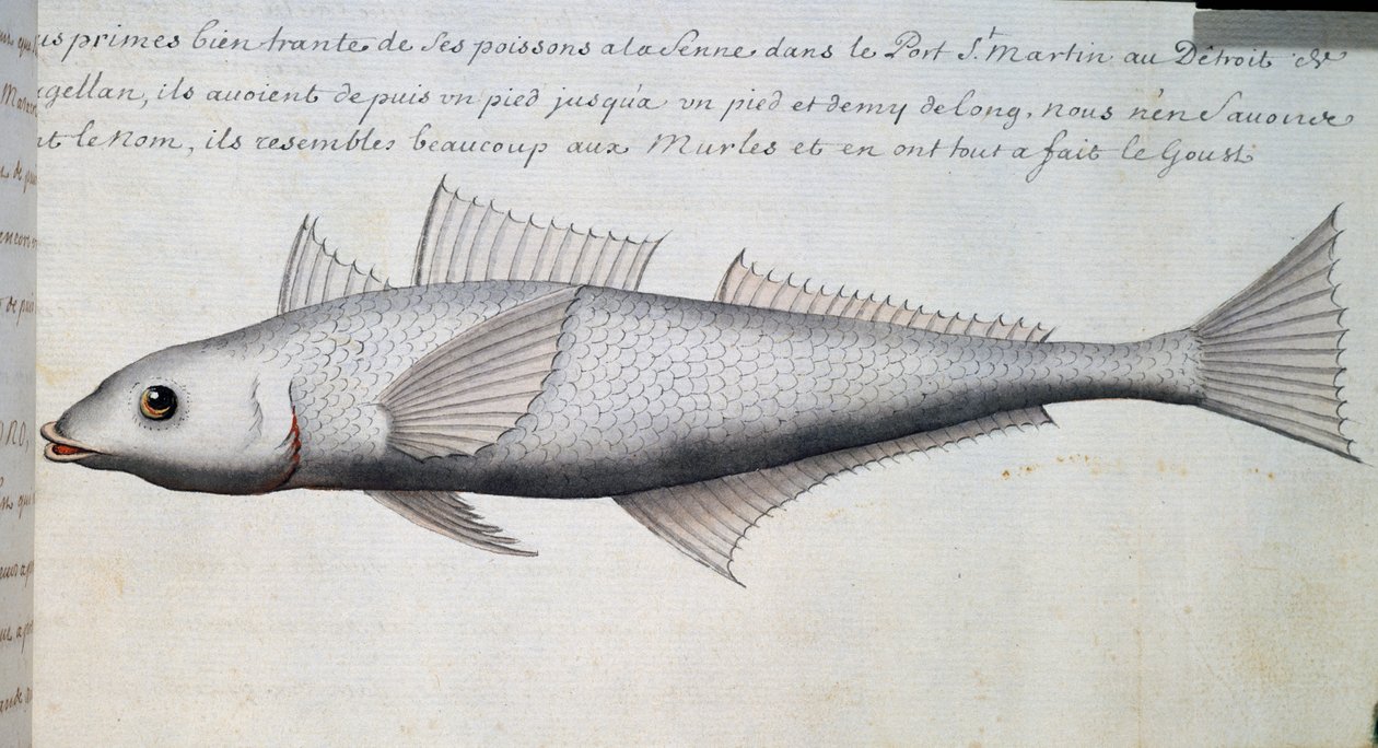 未知の魚、マゼラン海峡、フランスのCompagnie royale de la Mer du Sudの船長Jacques Gouin de Beauchesne (1652-1730)が1698年から1701年にかけて作成した航海日誌の水彩画。 作： フランス語学校
